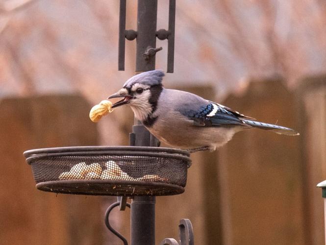 blue jay on peanut tray by Terry Rich.jpg