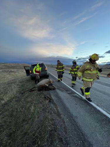Wildlife crossing