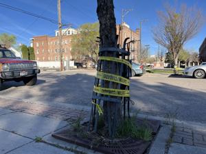 Pocatello announces urban forestry improvements, temporary dog park closure