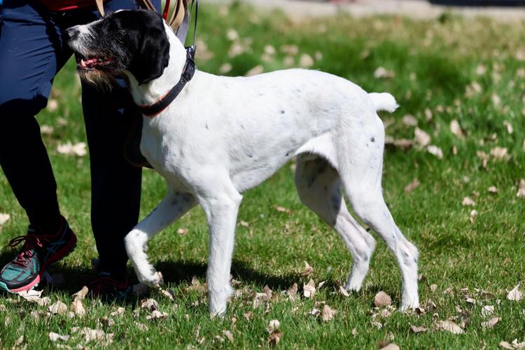 Photos of Run with the Big Dogs at Ross Park in Pocatello | Local ...