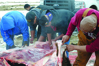 Buffalo hunt