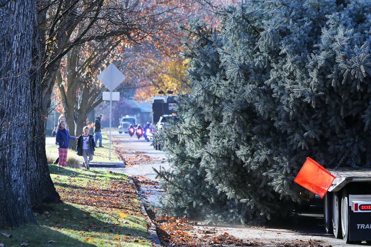 Capitol Christmas Tree