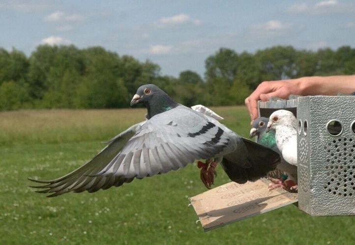 homing pigeon takes off by National Audubon Society.jpg