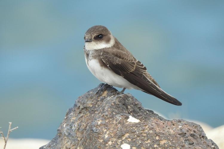 Bank Swallow by Mary Miller Rumple.jpg