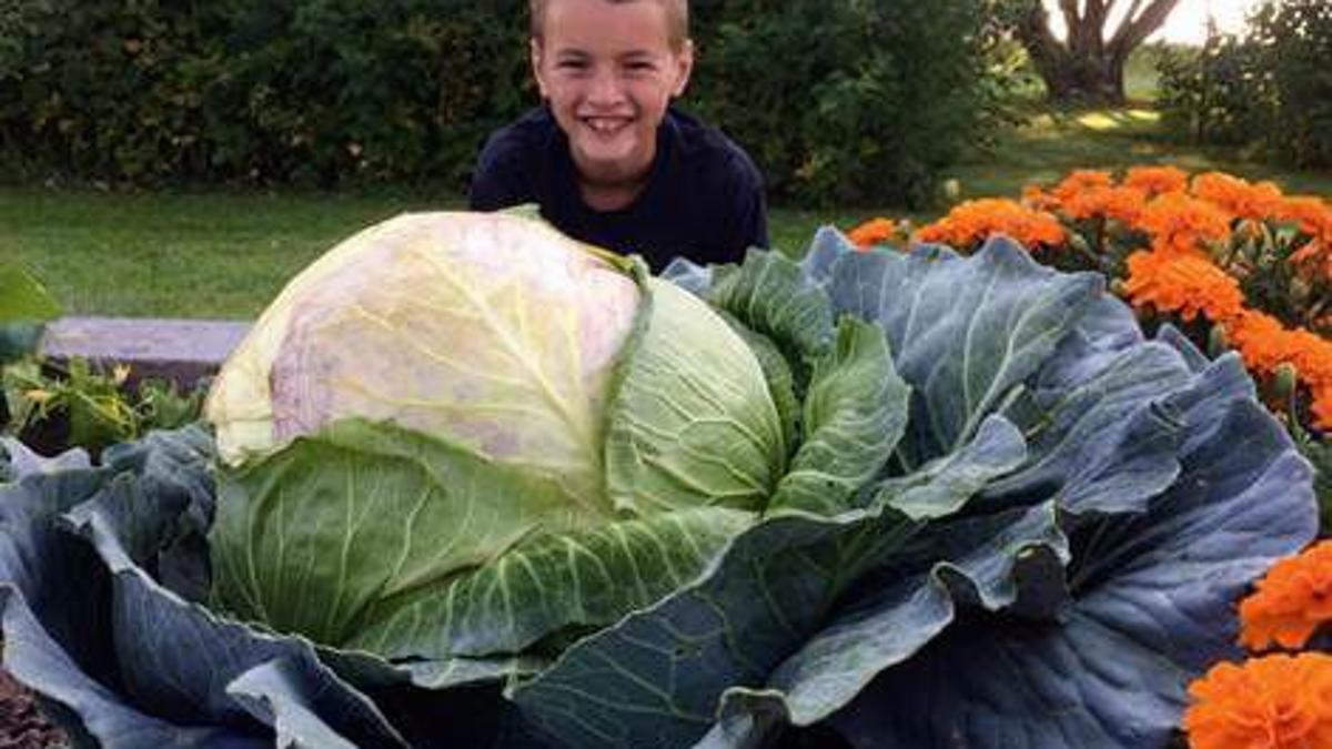 Adams Elementary Fourth Grader Wins Bonnie Plants Cabbage Prize Local Idahostatejournal Com Adams Elementary Fourth Grader Wins Bonnie Plants Cabbage Prize Local Idahostatejournal Com