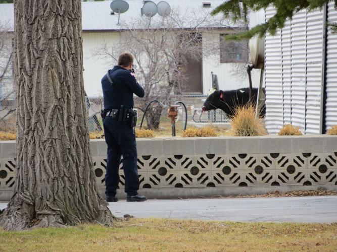 Pocatello police shoot cow