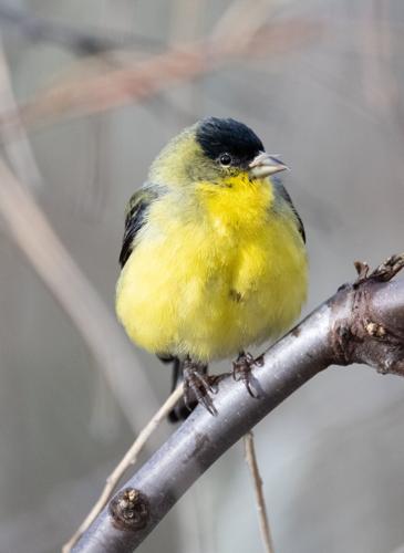 lesser goldfinch male by Terry Rich.jpg