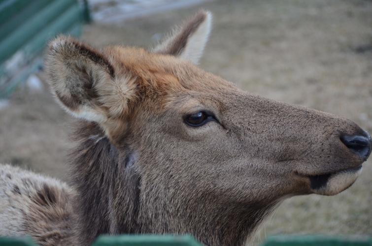 Elk at yellowstone