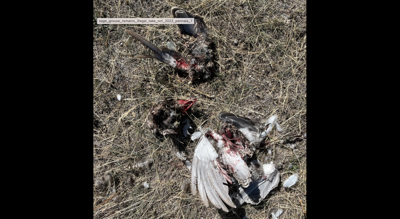 Sage grouse