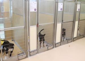 Pocatello Animal Shelter hits 90 percent live release rate despite deadly outbreaks