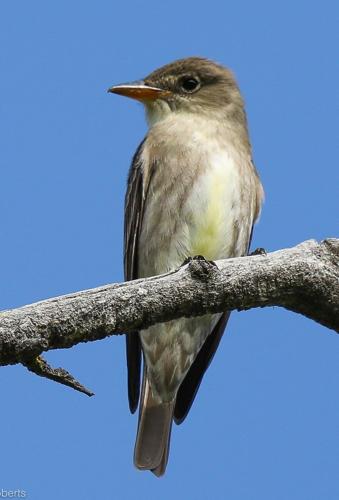 Olive-sided Flycatcher