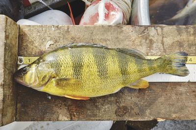 lake cascade perch fishing