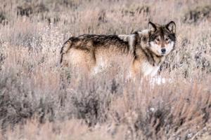 Man accused of Wyoming wolf torture agrees to plea that would spare him trial, prison