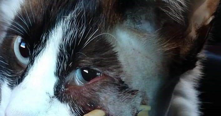 Pocatello police investigating after cat repeatedly shot by pellet gun ...