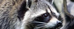 Seeing raccoons out in broad daylight in Pocatello? Fish and Game says distemper is to blame