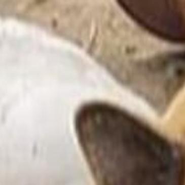 12 Dogs Litter Of Puppies In Need Of Home After Owners Die Local Idahostatejournal Com