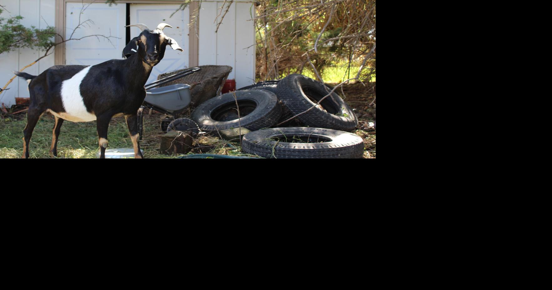 EAT YOUR HEART OUT: Idaho lawn care service uses goats to clean up ...