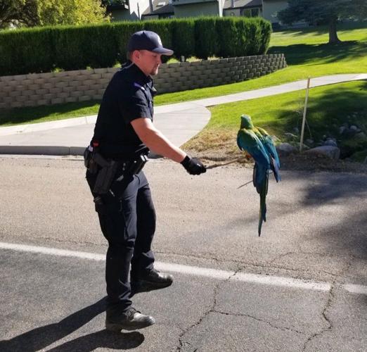 Police capture parrot