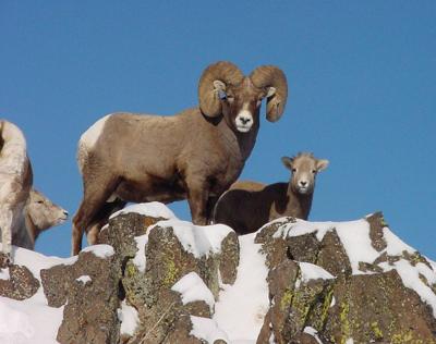Bighorn sheep, Hells Canyon