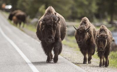 Yellowstone Bison File 02