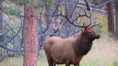 Elk Cooking