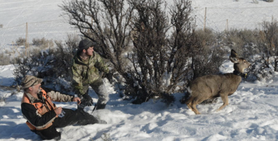 Collared deer