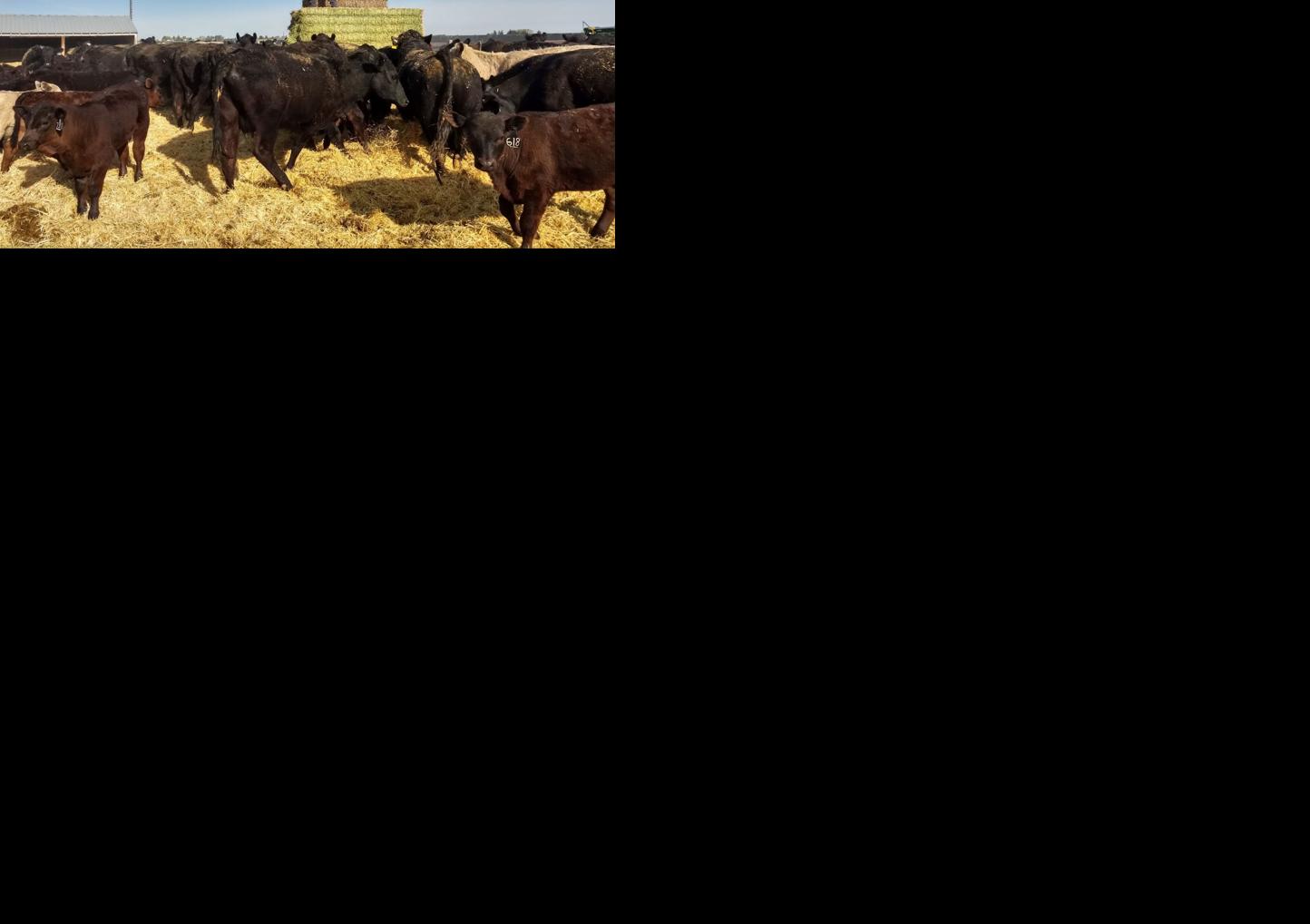 Poor Pasture 2
