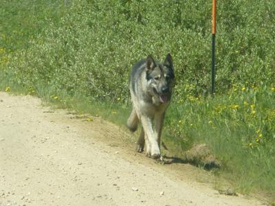 Wolf/dog