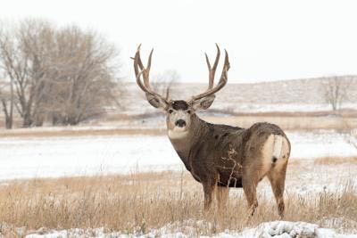 buck