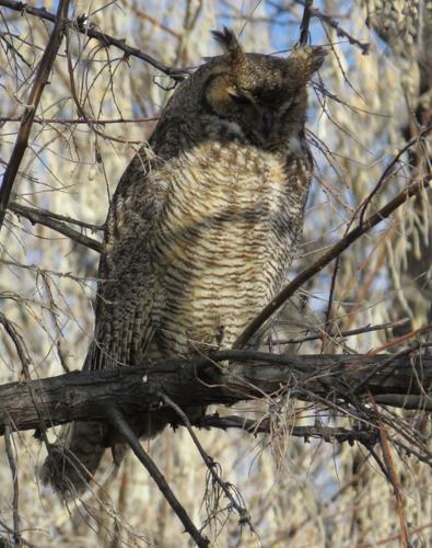 Great horned owl