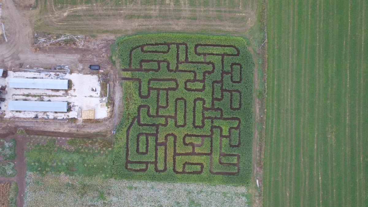 Free Preston corn maze taking donations for mother with cancer Local
