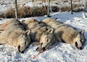 Authorities kill three wolves in northern Utah because of their proximity to livestock