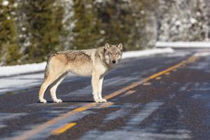 Disease outbreak cuts Wyoming, Yellowstone wolf numbers to lowest level since reintroduction era