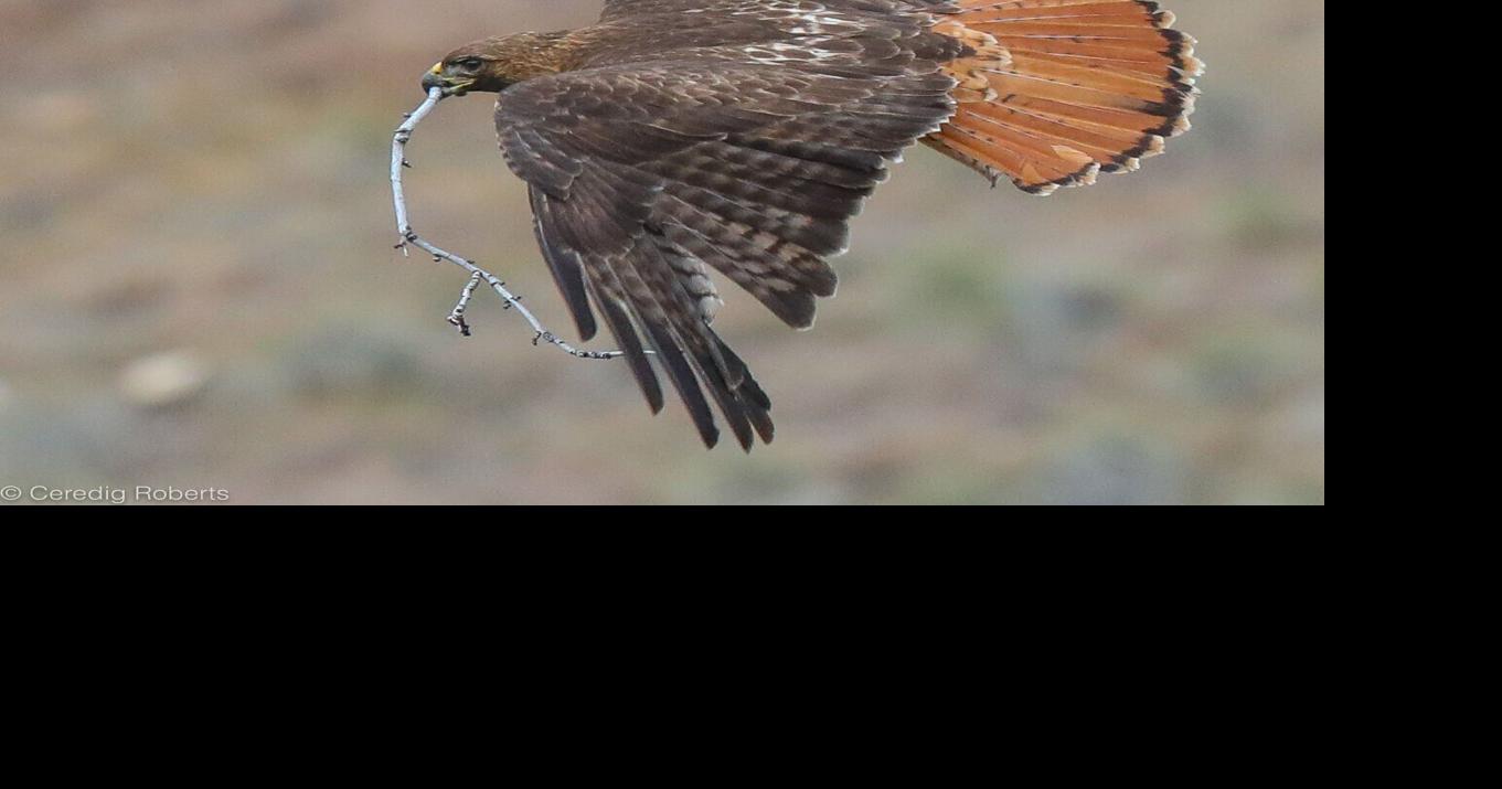 Hawk from the land of woods and water | Northwest | idahostatejournal.com
