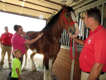 Clydesdales