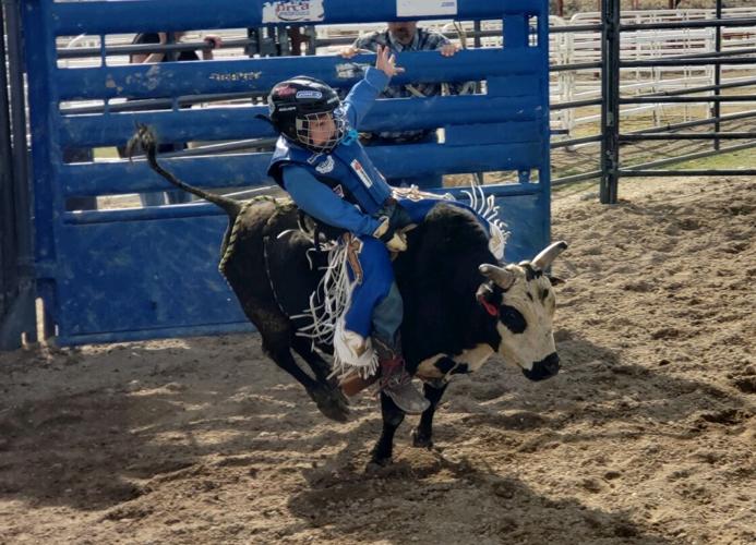 TINY TERRORS: Mini bucking bulls give young riders entertaining and ...