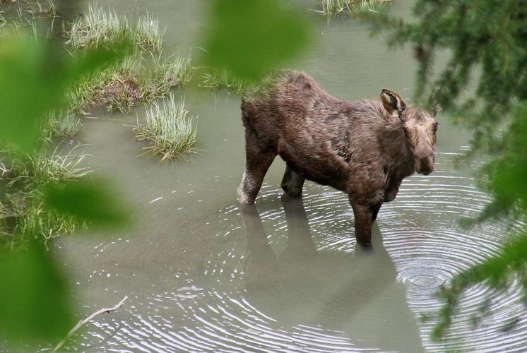 moose