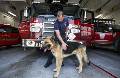 Western Wildfires Adopted Dog