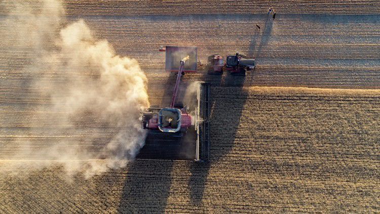 Wheat goes