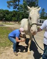 Equine chiropractic demonstration scheduled for July 15