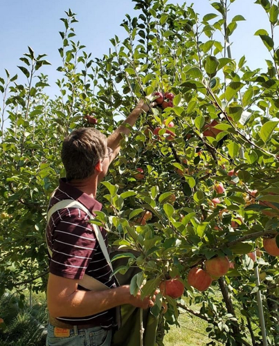 Apples 1