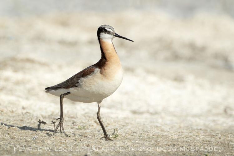 Female Wilson's phalarope