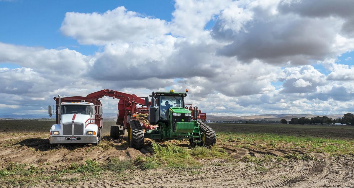 Best In 20 Years Idaho S Potato Crop Thrives Despite Cold Weather Local Idahostatejournal Com