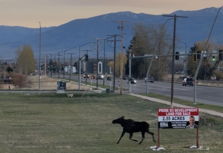 Moose For Sale sign