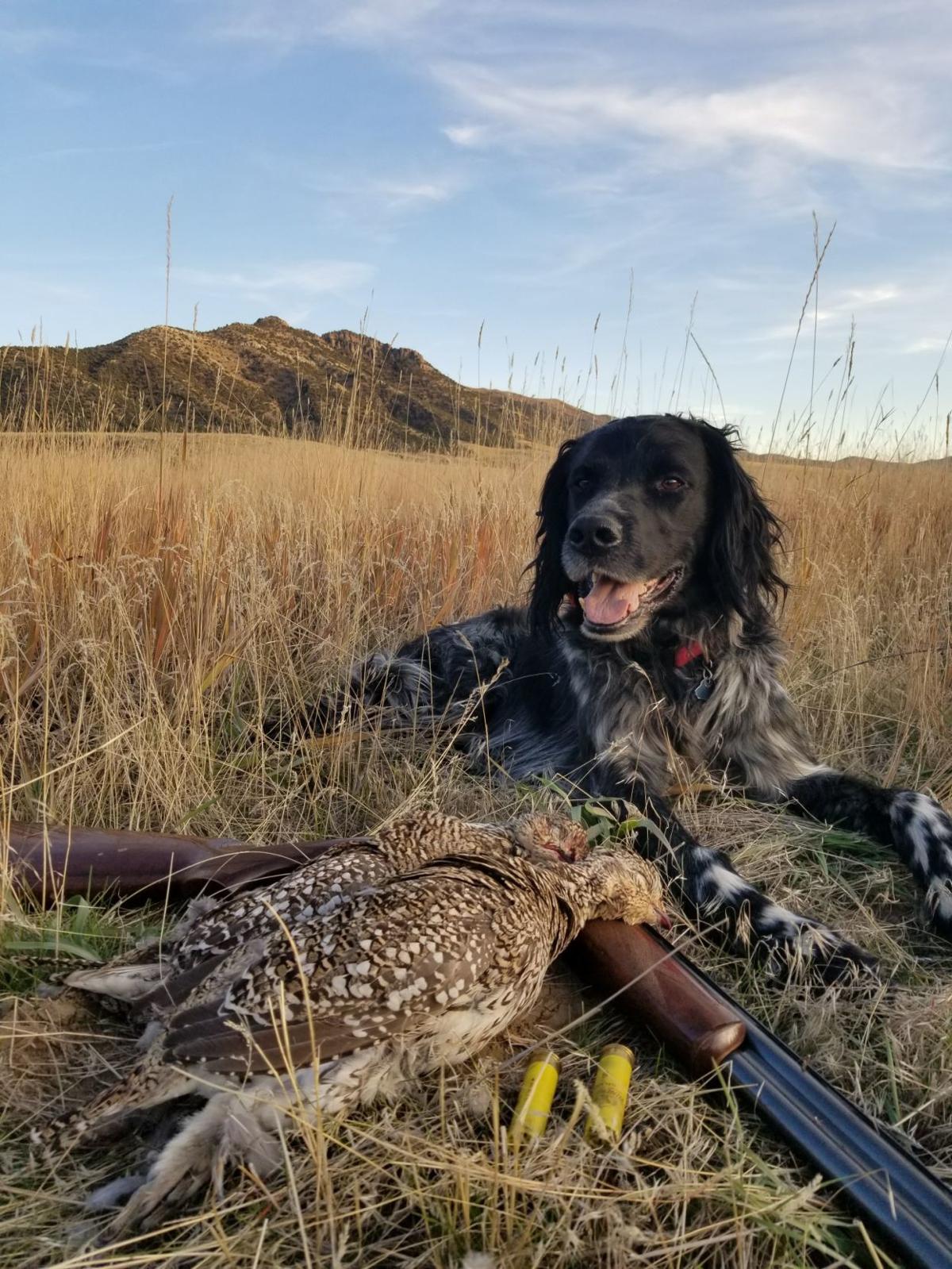 Upland game bird hunting forecast Xtreme Idaho