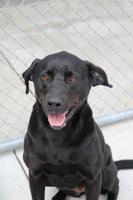 Pocatello Animal Services to host rabies vaccination clinic May 15