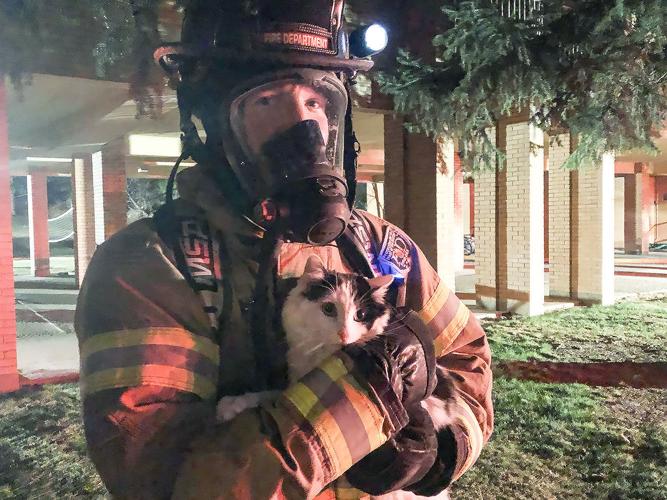 Schubert Heights rescued cat