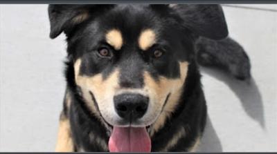 Oso