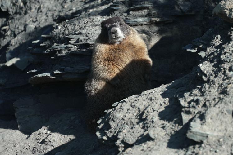 Marmots Climate Research