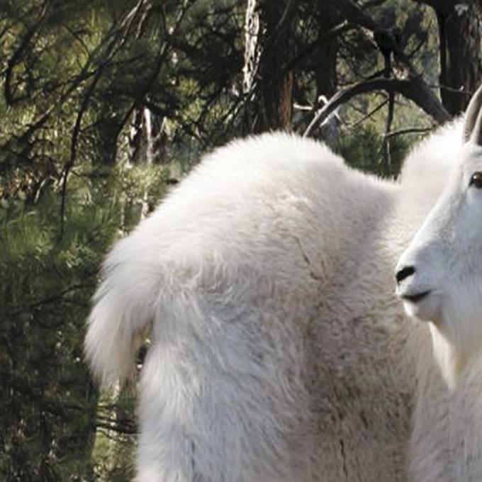 Winter Traffic Hazard Salt Loving Mountain Goats Local